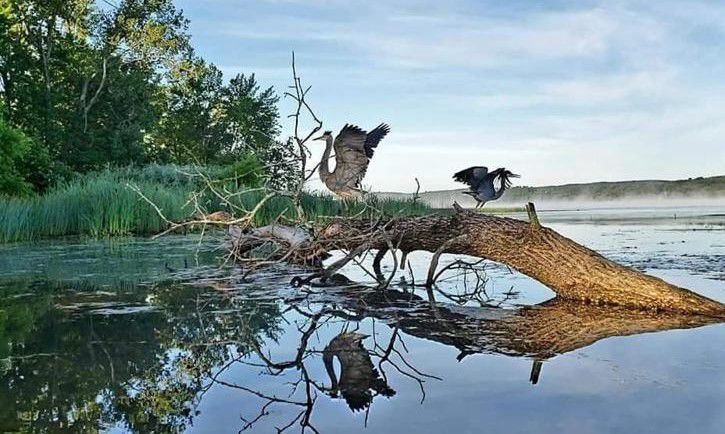 herons.jpg